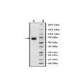 B7-H5 Fc Fusion, Avi-Tag, Biotin-Labeled (Human) Recombinant – Figure 1 of 3