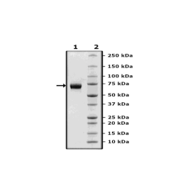 B7-H5 Fc Fusion, Avi-Tag, Biotin-Labeled (Human) Recombinant – Figure 1 of 3