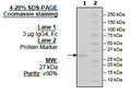 IgG4, Fc (Human) HiP™ Recombinant – Figure 1 of 2