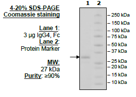 IgG4, Fc (Human) HiP™ Recombinant – Figure 1 of 2