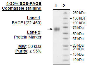 BACE1, His-Tag (Human) Recombinant – Figure 1 of 1