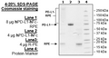 PD-L1, Fc Fusion (Human IgG1) PE-Labeled Recombinant – Figure 1 of 4