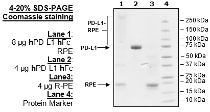 PD-L1, Fc Fusion (Human IgG1) PE-Labeled Recombinant – Figure 1 of 4