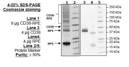 CD38, His-Tag, PE-labeled Recombinant – Figure 1 of 2