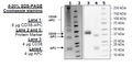 CD38-APC, His-Tag Recombinant – Figure 1 of 2