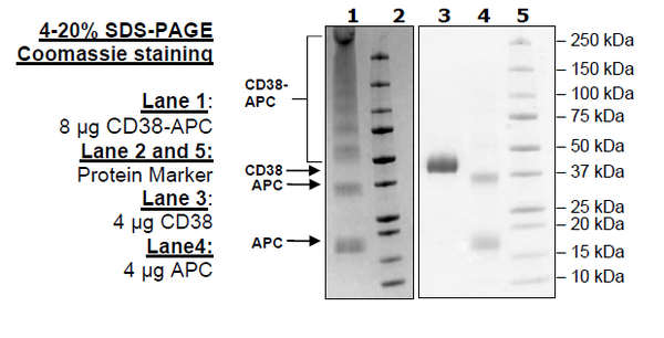 CD38-APC, His-Tag Recombinant – Figure 1 of 2