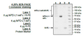 PD-L1 (Human), Fc Fusion (Mouse IgG2a) PE-Labeled Recombinant – Figure 1 of 2