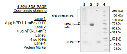 PD-L1 (Human), Fc Fusion (Mouse IgG2a) PE-Labeled Recombinant – Figure 1 of 2