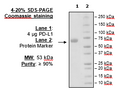 PD-L1 (Human), Fc fusion (Mouse IgG2a) HiP™ Recombinant – Figure 1 of 3
