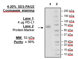 PD-L1 (Human), Fc fusion (Mouse IgG2a) HiP™ Recombinant – Figure 1 of 3