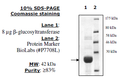 T4 β-glucosyltransferase, His-tag Recombinant – Figure 1 of 1