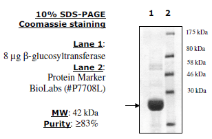 T4 β-glucosyltransferase, His-tag Recombinant – Figure 1 of 1
