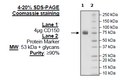 CD150, Fc Fusion, Avi-Tag (Human) Recombinant – Figure 1 of 1
