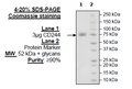 CD244, Fc Fusion (IgG1), Avi-Tag (Human) Recombinant – Figure 1 of 1