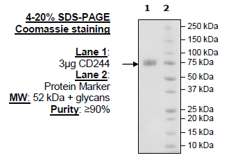 CD244, Fc Fusion (IgG1), Avi-Tag (Human) Recombinant – Figure 1 of 1