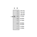 CD244, Fc Fusion (IgG1), Biotin-Labeled (Human) Recombinant – Figure 1 of 2