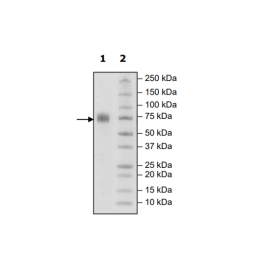 CD244, Fc Fusion (IgG1), Biotin-Labeled (Human) Recombinant – Figure 1 of 2