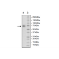 CD150, Fc Fusion (IgG1), Biotin Labeled (Human) Recombinant – Figure 1 of 1
