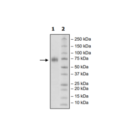 CD150, Fc Fusion (IgG1), Biotin Labeled (Human) Recombinant – Figure 1 of 1