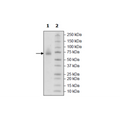 CD48, Fc-Avi, Biotin-Labeled Recombinant – Figure 1 of 4