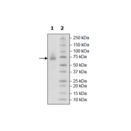 CD48, Fc-Avi, Biotin-Labeled Recombinant – Figure 1 of 4