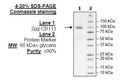 CD113, Fc-Fusion (IgG1), Avi-Tag Recombinant – Figure 1 of 1