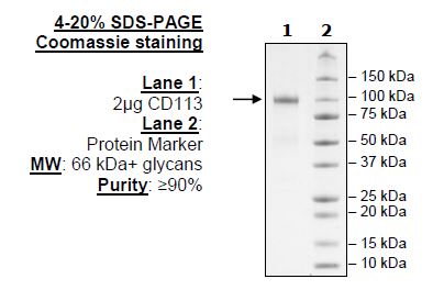 CD113, Fc-Fusion (IgG1), Avi-Tag Recombinant – Figure 1 of 1