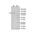 CD30, Fc-Fusion (IgG1), Avi-Tag, Biotin-Labeled Recombinant – Figure 1 of 2