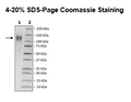 TIM-1, Avi-His-Tag Recombinant – Figure 1 of 1