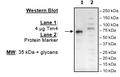 TIM-4, Avi-His-Tag Recombinant – Figure 1 of 2