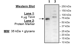 TIM-4, Avi-His-Tag Recombinant – Figure 1 of 2
