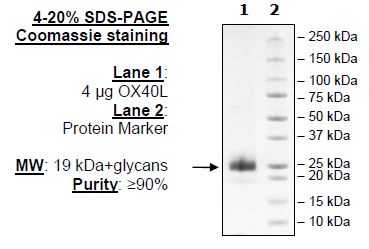 OX40L (CD252), His-Tag (Mouse) Recombinant – Figure 1 of 2
