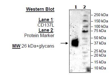 CD137L, His-Tag (Mouse) Recombinant – Figure 1 of 2