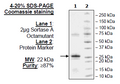 Sortase A, Octamutant, His-Tag Recombinant – Figure 1 of 1