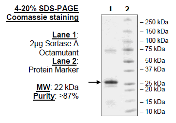 Sortase A, Octamutant, His-Tag Recombinant – Figure 1 of 1