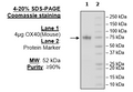 OX40, Fc-Fusion, Avi-Tag (Mouse) HiP™ Recombinant – Figure 1 of 2