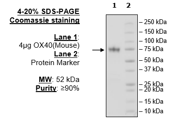 OX40, Fc-Fusion, Avi-Tag (Mouse) HiP™ Recombinant – Figure 1 of 2