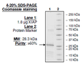 XIAP, Bir2-Bir3 Domains, His-Tag Recombinant – Figure 1 of 4