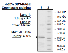 XIAP, Bir2-Bir3 Domains, His-Tag Recombinant – Figure 1 of 4
