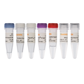 Hifair™ III 1st Strand cDNA Synthesis Kit (gDNA digester plus) – Figure 1 of 1