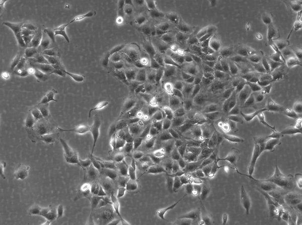 769-P cell