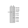 TIM-3 (Mouse), Fc-Fusion (Human)-Avi-Tag, Biotin-Labeled HiP™ Recombinant – Figure 1 of 2