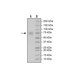 TIM-3 (Mouse), Fc-Fusion (Human)-Avi-Tag, Biotin-Labeled HiP™ Recombinant – Figure 1 of 2