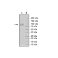CD111, Fc-Fusion, Avi-Tag, Biotin-Labeled HiP™ Recombinant – Figure 1 of 2