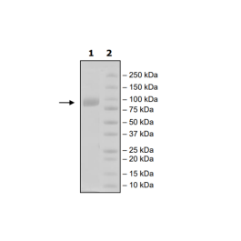 CD111, Fc-Fusion, Avi-Tag, Biotin-Labeled HiP™ Recombinant – Figure 1 of 2