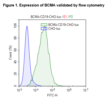 CD19 / BCMA / Firefly Luciferase - CHO Recombinant Cell Line – Figure 1 of 3