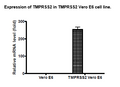 TMPRSS2 - Vero E6 Recombinant Cell Line – Figure 1 of 4