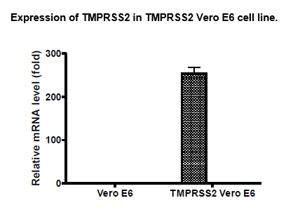TMPRSS2 - Vero E6 Recombinant Cell Line – Figure 1 of 4