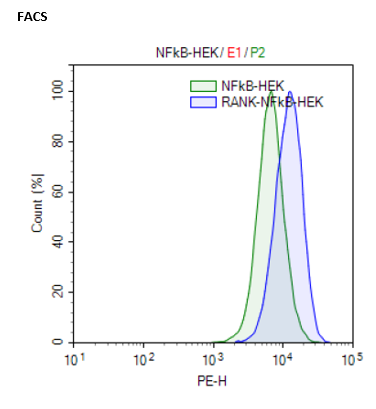 RANK/NF-κB Luciferase Reporter HEK293 Cell Line – Figure 1 of 3