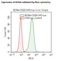 BCMA / CD20 / Firefly Luciferase CHO Cell Line – Figure 1 of 3